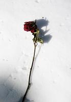  20. Februar 2010 - die Rose ist verblüht